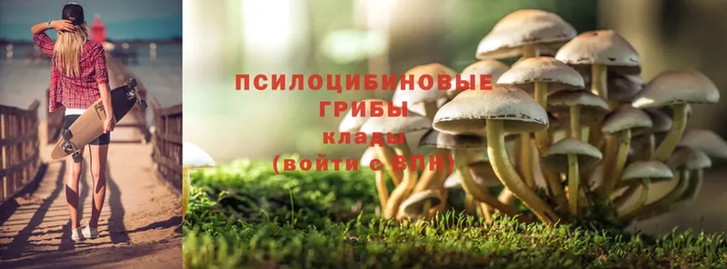 Псилоцибиновые грибы прущие грибы Александровск